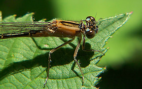 Wallpaper junge Große Pechlibelle Troisdorf 4.6.2010 Kodak Z812 IS