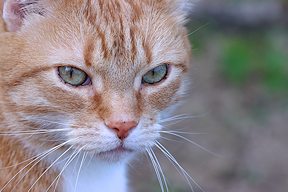 Wallpaper Katze Kater