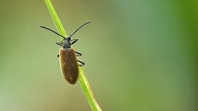 Wallpaper K&auml;fer