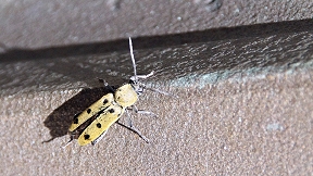 Wallpaper K&auml;fer