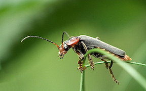 Wallpaper K&auml;fer