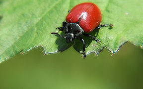 Wallpaper Pappelblattk�fer Kodak Z812 IS 25.5.2010