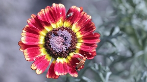 Wallpaper K�fer 2017