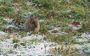 Wallpaper Kaninchen im Rauhreif