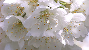 Wallpaper Kirschblüte