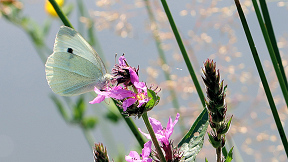 Wallpaper Kohlweißling