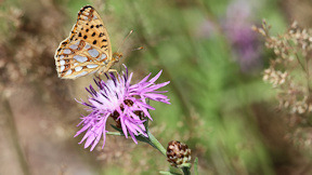 Wallpaper Kleiner Perlmutterfalter