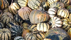 Wallpaper K�rbisse pumpkins