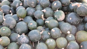 Wallpaper K�rbisse pumpkins