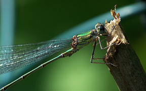 Wallpaper Weidenjungfer M�nnchen in Troisdorf