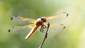 Wallpaper Spitzenfleck Libelle