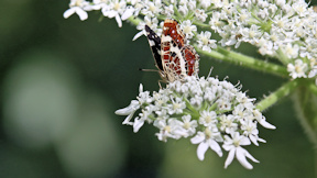 Wallpaper Landk�rtchen