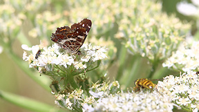 Wallpaper Landk�rtchen