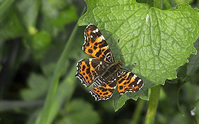 Wallpaper Photo Schmetterling Landkärtchen Hohe Acht 9.5.2009