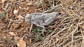 Wallpaper Steinschrecke