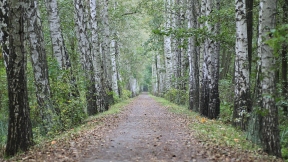 Wallpaper Spreewald zwischen Uska Luke und Bancerowa