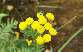 Wallpaper Große Pechlibelle in der Wahner Heide