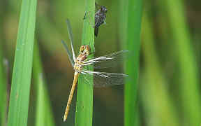 Wallpaper Exuvie Libelle Wahner Heide