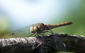 Große Heidelibelle (Sympetrum striolatum) in Troisdorf-Spich, Kodak Z740, 29.8.2007 Wallpaper Große Heidelibelle Wahner Heide
