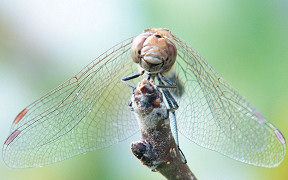 Große Heidelibelle (Sympetrum striolatum), Troisdorf-Spich, Kodak Z740, 30.8.2007 Wallpaper Libelle Troisdorf