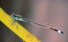 Wallpaper Große Pechlibelle Wahner Heide