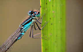 Wallpaper Große Pechlibelle Wahner Heide