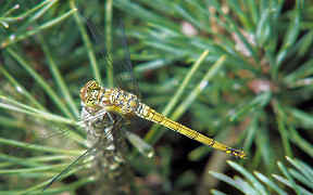 Wallpaper Libelle Troisdorf