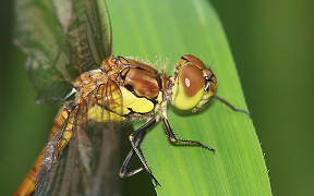 Wallpaper Gro&szlig;e Heidelibelle, w., Troisdorf