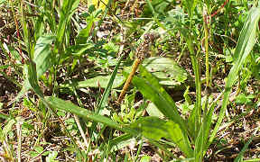 Libelle, Byhleguhrer See, Spreewald, Kodak CX6330, 8.7.2007 Wallpaper Libelle im Spreewald