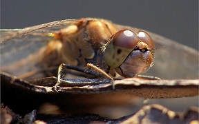 Große Heidelibelle (Sympetrum striolatum) in der Wahner Heide, Eisenweg, Kodak Z740, 22.10.2007 Wallpaper Große Heidelibelle Wahner Heide