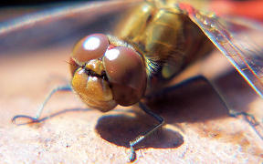 Große Heidelibelle (Sympetrum striolatum) in der Wahner Heide, Eisenweg, Kodak Z740, 6.10.2007 Wallpaper Große Heidelibelle Wahner Heide
