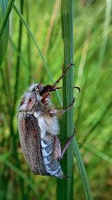 Wallpaper Maik�fer