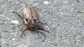 Wallpaper Maik�fer