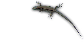 Wallpaper Mauereidechse an der Urfttalsperre