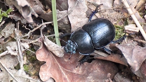 Wallpaper K&auml;fer Mistk�fer