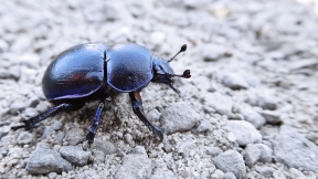 Wallpaper K&auml;fer Mistk�fer