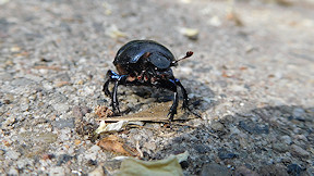 Wallpaper K&auml;fer Mistk�fer