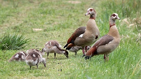 Wallpaper Familie Nilgänse