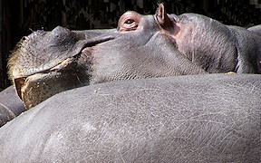 Wallpaper Nilpferde Zoo K�ln 2009