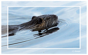 Wallpaper Nutria Biberratte Siegburg