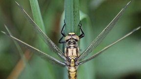 Wallpaper Libelle Gro&szlig;er Blaupfeil Stallberger Teiche
