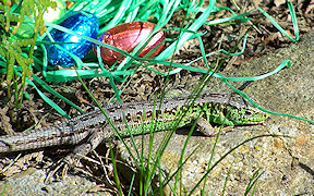 Wallpaper Zauneidechse Ostereidechse Ostern