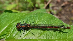 Frühe Adonislibelle (Pyrrhosoma nymphula) Wallpaper Frühe Adonislibelle Wahner Heide