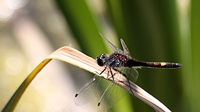 Wallpaper Gro�e Moosjungfer L. pectoralis