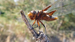 Wallpaper Plattbauch Libelle