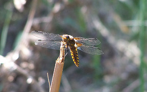 Wallpaper Plattbauch Wahner Heide