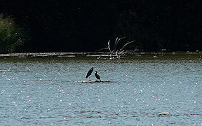 Wallpaper Reiher und Kormoran