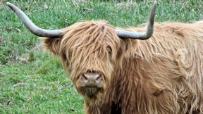 Wallpaper Schottisches Hochlandrind