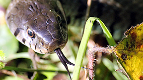 Wallpaper Ringelnatter