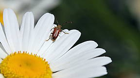 Wallpaper K&auml;fer Roter Zipfelk�fer